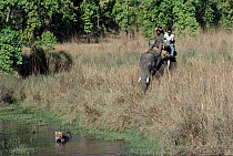 People view tiger from elephant back. Bandhavgarh National Park India. Tiger keeping cool in water