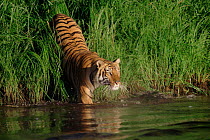 Bengal tiger in water (Panthera tigris tigris) captive