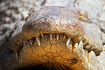 Nile crocodile (Crocodylus niloticus) close-up of teeth, South Africa