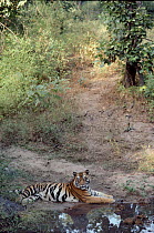 Tiger male beside water in Bandhavgarh National Park, India