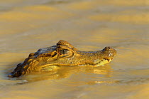 Semi submerged Spectacled caiman (Caiman crocodilus) Venezuela Llanos, South America