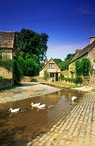 Ducks on the river in traditional Cotswold village, Duntisbourne Leer, Gloucestshire, UK