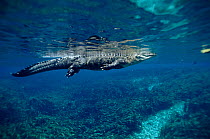 American alligator underwater. Silver Springs, Florida, USA