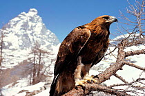Golden eagle portrait with Matterhorn in background, Italy