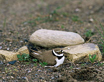 Little ringed plover on ground nest(Charadrius dubius) Sweden.