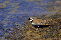 Little ringed plover (Charadrius dubius) Lesbos Greece