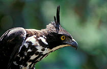 Head portrait Blyth's hawk eagle (Nisaetus alboniger) Singapore Captive Jurong Bird
