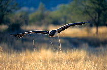 Martial eagle flying low (Polemaetus bellicosus) Zimbabwe