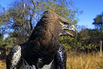 Martial eagle head portrait (Polemaetus bellicosus) Bulawayo Zimbabwe, captive