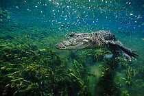 American alligator underwater. Florida, USA