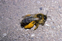 Hairy legged mining bee at nest with pollen on legs (Dasypoda altercator) England.
