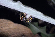 Wool carder bee cutting hair ball (Anthidium manicatum) off stachys lanata plant. Sequence.
