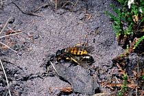 Bee killer wasp takes honeybee prey to nest. (Philanthus triangulum) Sequence. England.