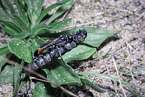 Sand wasp taking large caterpillar prey to nest. (Amophila sabulosa) UK