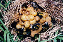 Small garden bumble bee nest (Bombus hortorum) UK