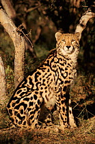 King cheetah, South Africa. Note pattern on fur differs from the spots of ordinary Cheetah.