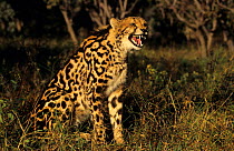 King cheetah, De Wildt Game Park (Acinonyx jubatus) South Africa snarling. Captive