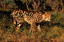 King cheetah (Acinonyx jubatus), De Wildt Game Park, South Africa
