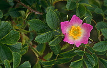 Dog rose in flower (Rosa canina) Scotland uk