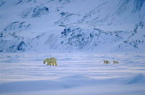Polar bear female walking with cubs following, Svalbard, Norway.