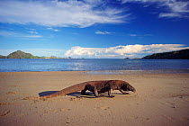 Komodo dragon on beach, Komodo Is (Varanus komodoensis) Indonesia