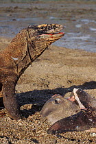 Komodo dragon scavenging Sunfish found dead on beach, Komodo island, Indonesia