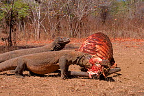 Komodo dragon males scavenging water buffalo carcass (Varanus komodoensis) Komodo Island, Indonesia