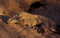 Komodo dragon female making nest hole in megapode mound (Varanus komodoensis) Komodo Is,