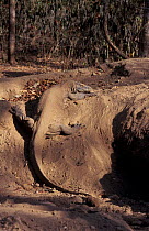 Komodo dragon female making nest hole in megapode mound (Varanus komodoensis) Komodo Is,