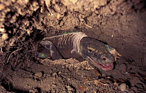 Komodo dragon about to lay eggs in burrow made in megapode mound (Varanus komodoensis) Komodo Is