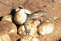 Komodo dragon {Varanus komodoensis} hatching from egg, Komodo Island, Indonesia.