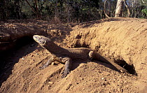 Komodo dragon female rests after digging nest for eggs in megapode mound (V. komodoensis)