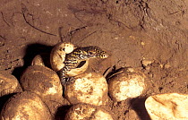 Komodo dragon hatching from egg (Varanus komodoensis) Komodo Is Indonesia