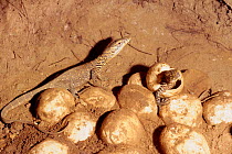 Komodo dragon hatching from egg (Varanus komodoensis) Komodo Is Indonesia. Eggs are laid underground, here under megapode mound.