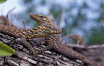 Komodo dragons, 2-day-old (V. komodoensis) Hatchlings climb trees to avoid being eaten by predators.