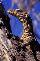 Komodo dragon, 2-day-old (Varanus komodoensis) in Tamarind tree, Komodo Is