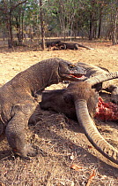 Komodo dragon males scavenging buffalo carcass (Varanus komodoensis) Komodo Is