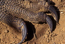 Komodo dragon claws, Komodo Is (Varanus komodoensis) Indonesia