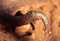 Close up of Komodo dragon claw (Varanus komodoensis) Komodo Island, Indonesia