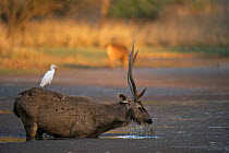 Male Indian sambar male (Cervus unicolor) feeding in water with egret resting on back, Ranthambore NP, India