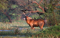 Male Indian sambar male (Cervus unicolor) with house crows, Ranthambore NP. Rajasthan, India