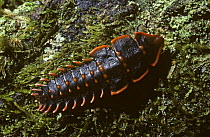 Trilobite beetle, female retains larval appearance (Duliticola paradoxa) Sabah, Borneo