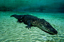 American alligator underwater (alligator mississippiensis)  Silver Springs,  Florida, USA captive