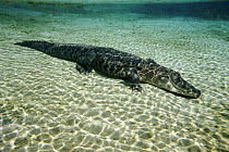American alligator underwater, Silver Springs, Florida, USA. Captive animal.