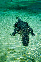 American alligator underwater (alligator mississippiensis) Florida
