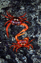 Christmas Island red crabs (Gecarcidea natalis)Indian Ocean