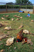 Dead Pheasants in breeding pen killed by fox, Wilts UK