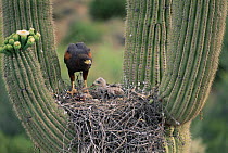 Harris' hawk (Parabuteo unicinctus) at nest in saguaro cactus Arizona USA, Sonoran Desert. With young.