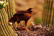 Harris' hawk (Parabuteo unicinctus) at nest in Saguaro Arizona USA, Sonoran Desert. With young.