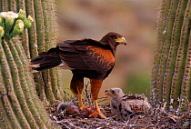 Harris' hawk (Parabuteo unicinctus) at nest in Saguaro, Arizona USA, Sonoran Desert. With young.